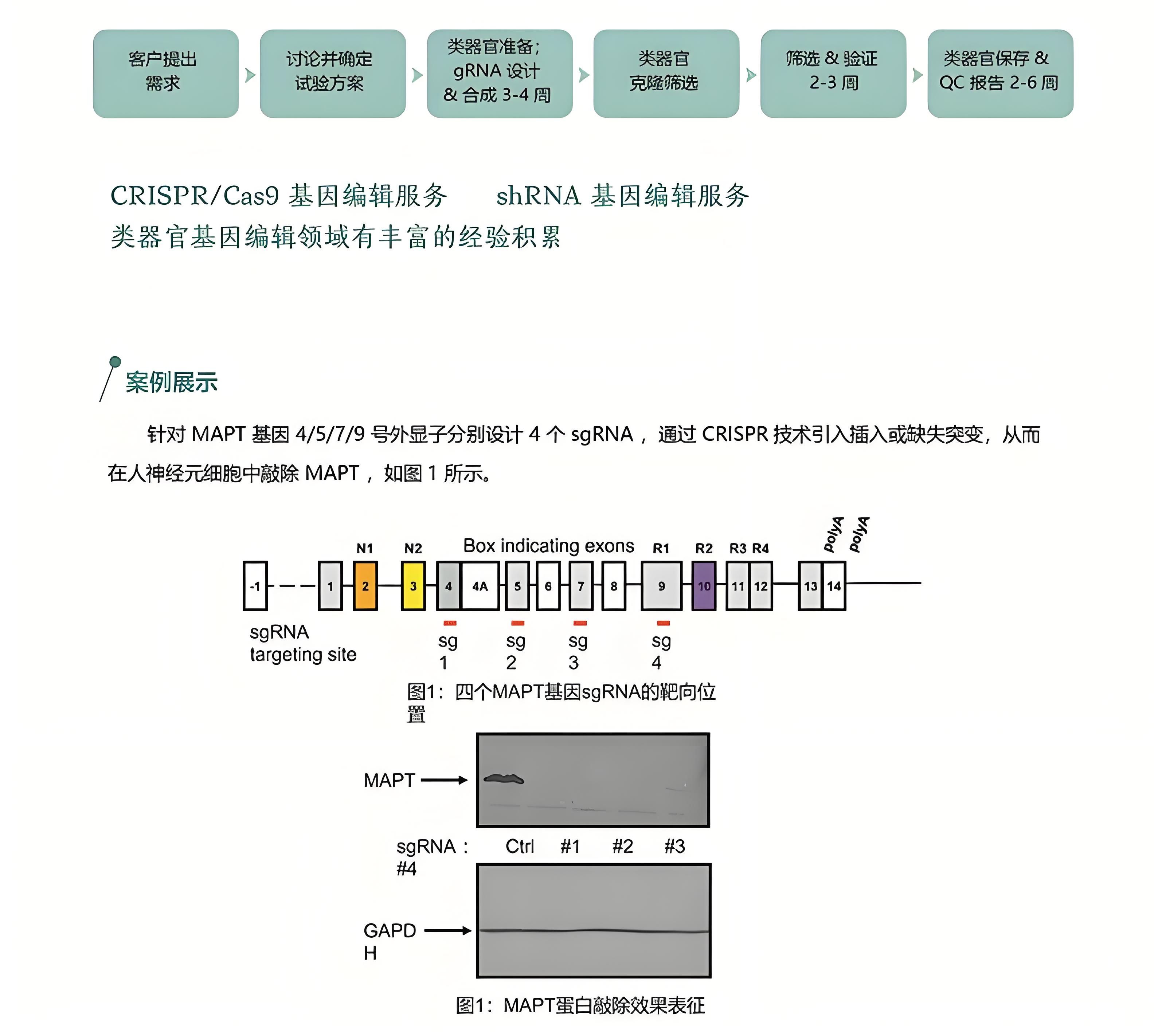 提供类器官基因编辑服务(图1) 提供类器官基因编辑服务(图1)