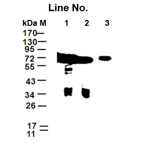 GNI4310-GP/Anti-GFP-HRP(图1)