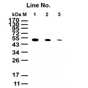 GNI4310-GT/Anti-GST-HRP(图1)