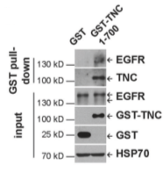 GNI4310-GT/Anti-GST-HRP(图2)
