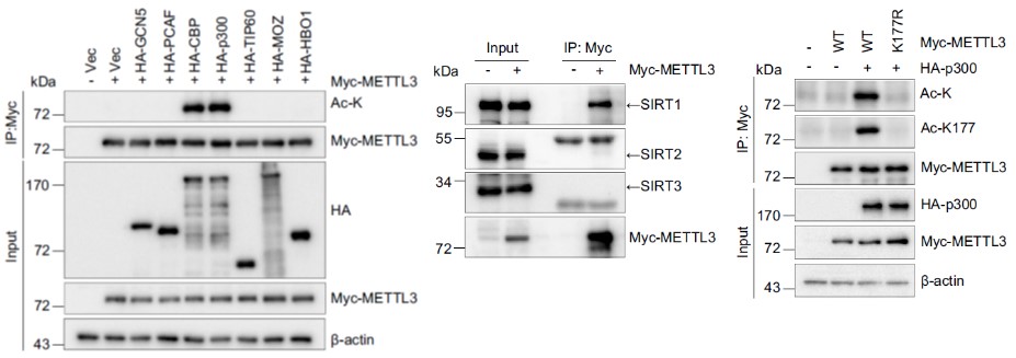 GNI4510-MC/Anti-Myc Affinity Gel(图2)