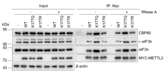 GNI4510-MC/Anti-Myc Affinity Gel(图4)