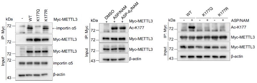 GNI4510-MC/Anti-Myc Affinity Gel(图3)