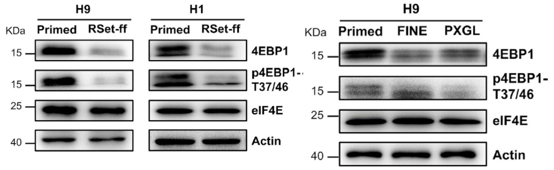 GNI4310-BA/Anti-β-Actin-HRP(图2)