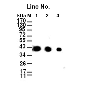 GNI4310-BA/Anti-β-Actin-HRP(图1)