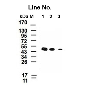 GNI4110-HS/Anti-His Tag Monoclonal Antibody(图1)