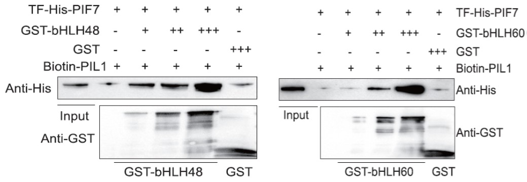GNI4110-HS/Anti-His Tag Monoclonal Antibody(图4)