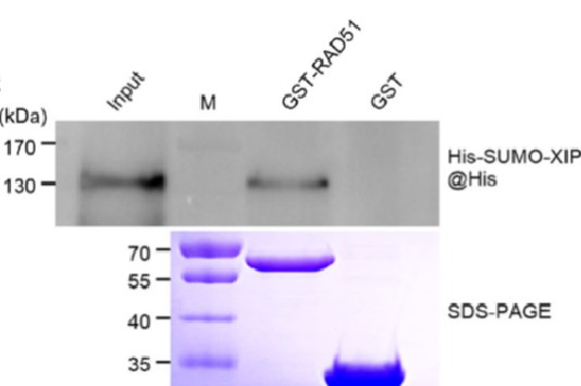 GNI4110-HS/Anti-His Tag Monoclonal Antibody(图2)