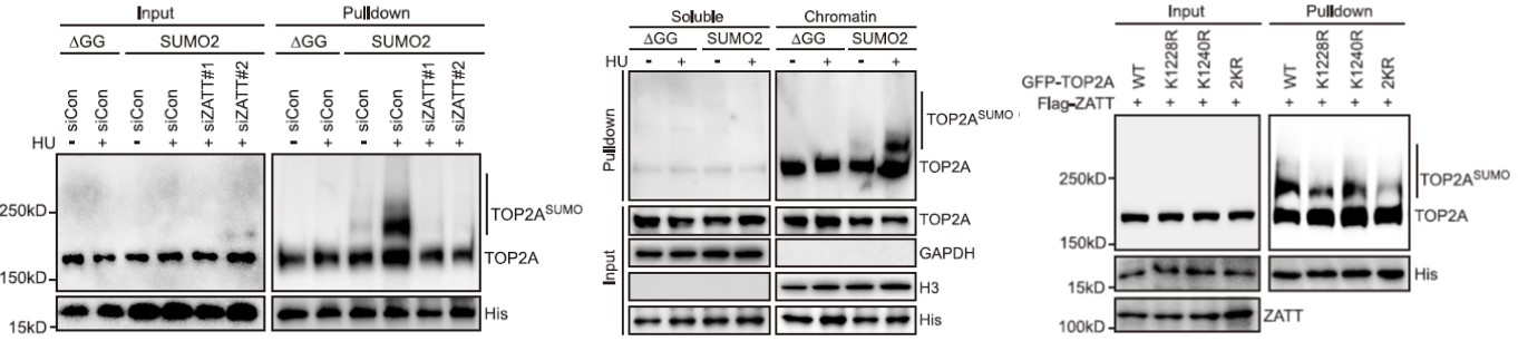 GNI4110-HS/Anti-His Tag Monoclonal Antibody(图5)