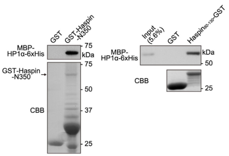 GNI4110-HS/Anti-His Tag Monoclonal Antibody(图9)