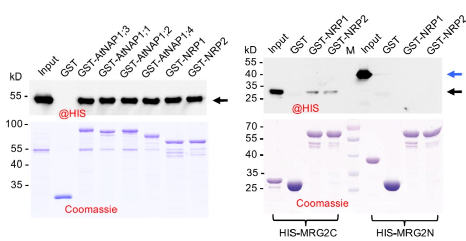 GNI4110-HS/Anti-His Tag Monoclonal Antibody(图6)