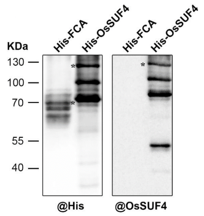 GNI4110-HS/Anti-His Tag Monoclonal Antibody(图8)