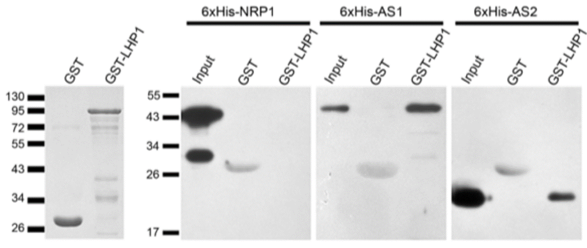 GNI4110-HS/Anti-His Tag Monoclonal Antibody(图11)