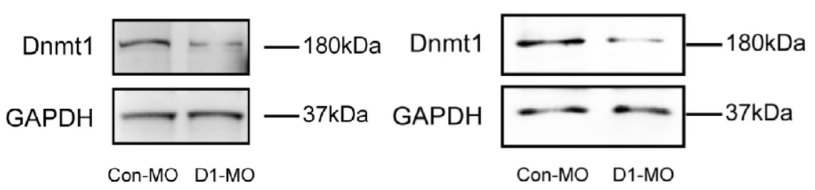 GNI4310-GH/Anti-GAPDH-HRP(图8)