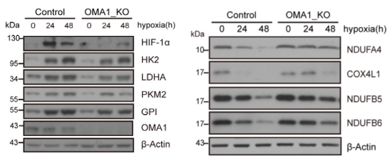 GNI4110-BA/Anti-β-Actin Monoclonal Antibody(图3)