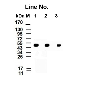 GNI4110-BA/Anti-β-Actin Monoclonal Antibody(图1)