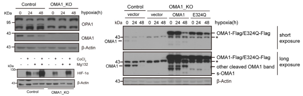 GNI4110-BA/Anti-β-Actin Monoclonal Antibody(图2)