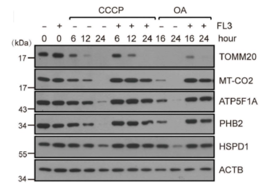 GNI4110-BA/Anti-β-Actin Monoclonal Antibody(图4)