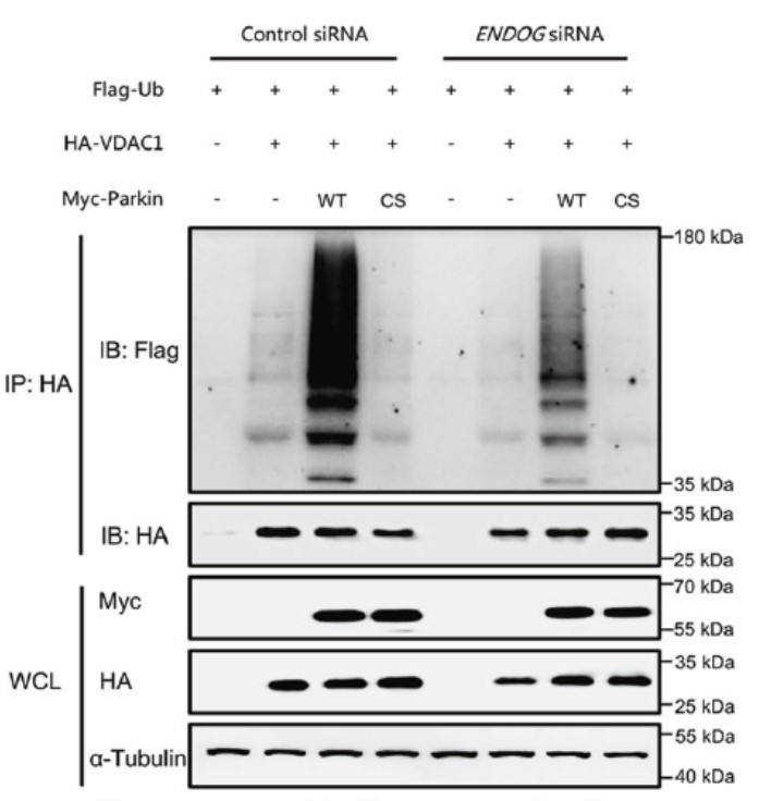 GNI4110-HA-P/Anti-HA Plus Monoclonal Antibody(图2)
