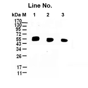 GNI4110-HA-P/Anti-HA Plus Monoclonal Antibody(图1)