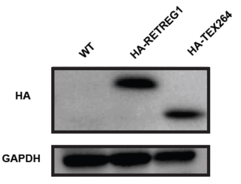 GNI4110-HA-P/Anti-HA Plus Monoclonal Antibody(图3)