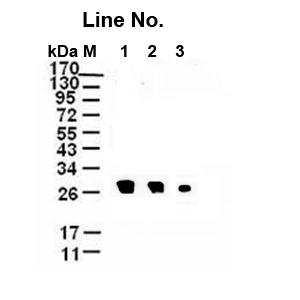 GNI4110-TH/Anti-"TEV-His" Monoclonal Antibody(图1)