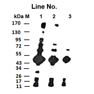 GNI4110-TX/Anti-TRX Monoclonal Antibody(图1)