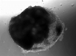 心肌细胞类器官(JFKR-HT-Organoids)(图1) 心肌细胞及培养基