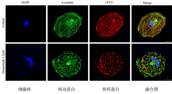 心肌细胞类器官(JFKR-HT-Organoids)(图2)