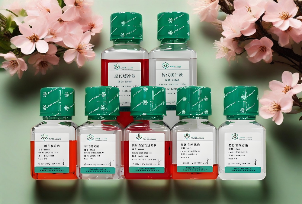 小鼠小肠类器官培养体系的优化:高/低出芽培养基的应用与选择策略(图3) 小鼠小肠类器官培养体系的优化:高/低出芽培养基的应用与选择策略(图3)