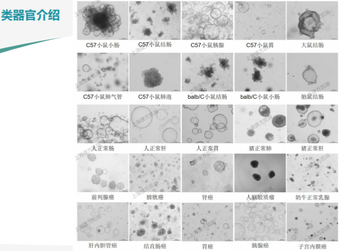 胃癌类器官培养基(JFKR-CRC-100/JFKR-CRC-500)(图3)
